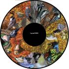 Magnetic Effect Wheel - Feathered Friends