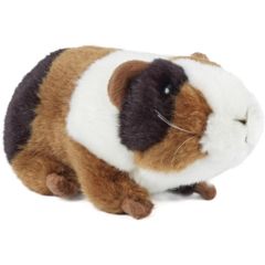 Guinea Pig